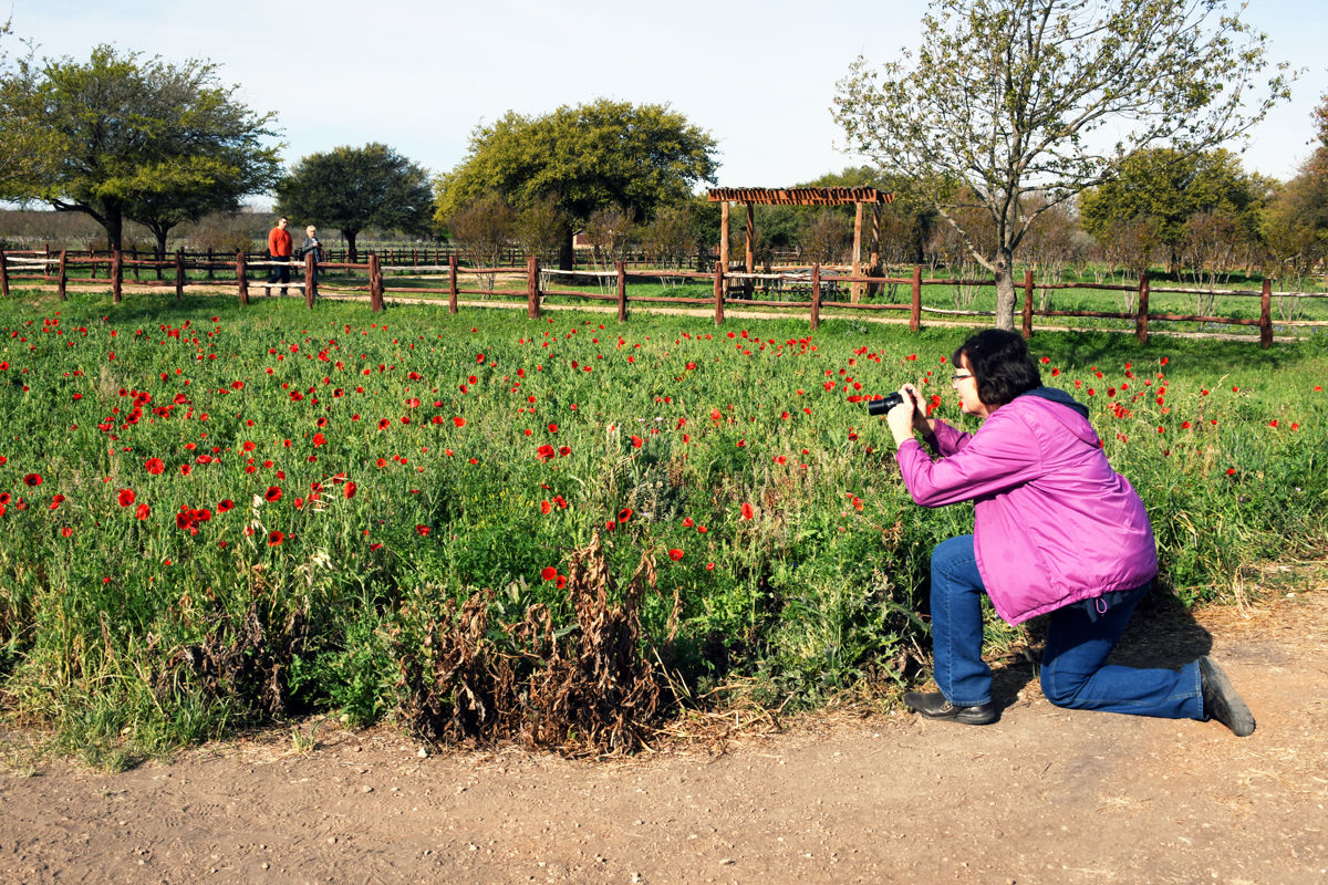 198 Mary Folkerts films the field of poppies.JPG